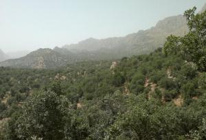 ناقوس مرگ زاگرس؛ زوالی که کمک می‌طلبد