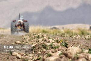 رشد ۲۰ برابری کشت پاییزه چغندرقند در کشور
