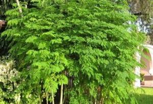 کشت مورینگا برای نخستین‌بار در دهلران 