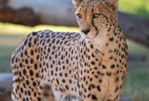 مشاهده یک قلاده یوزپلنگ در توران شاهرود