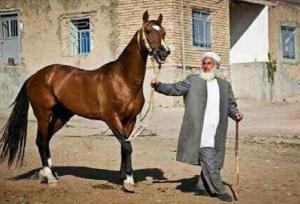 تلاش برای انتخاب یک برند برای خراسان شمالی