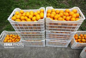 راه نجات پرتقال مازندران؛ از سورتینگ و برندینگ تا فروش مستقیم