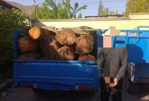 بازداشت ۴ قرقبان و نگهبان جنگل‌های مازندران بخاطر تبانی با قاچاقچیان چوب