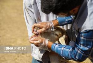 آغاز طرح واکسیناسیون رایگان تب برفکی در دام‌های سبک و سنگین طارم