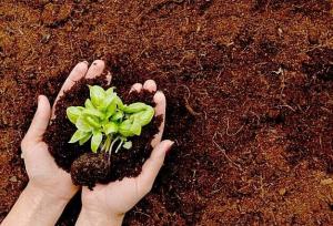 چرخه غذایی آلوده؛ زنگ خطر برای سلامت انسان و دام در روز جهانی خاک