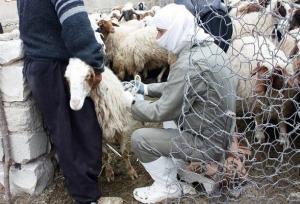 خلیل زاده: واکسیناسیون تب برفکی در دام سبک آذربایجان غربی تسریع یابد