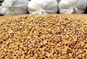 ثبت سفارش سیستمی نهاده دامی و روغن آغاز شد