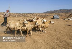 کمبود نهاده دامی و ضعف آنتن‌دهی؛ دغدغه‌های اصلی عشایر بیله‌سوار است