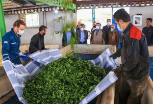  ۲۵ هزار تن برگ سبز چای خریداری شد