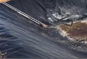 رهایی دو روباه گرفتار در استخر روستای قلعه اصلانیان میانه