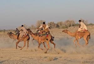 مسابقات شترسواری در بخش لیردف جاسک برگزار شد