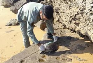 چهار لاک‌پشت پوزه‌عقابی در سواحل قشم تلف شد