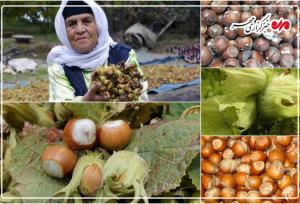 برداشت ۷۰ درصد فندق در باغات گیلان