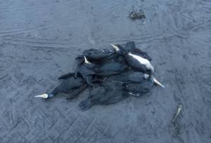 مرگ دسته‌جمعی پرندگان دریایی در ساحل انزلی؛ عامل انسانی است