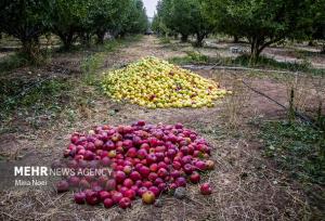 ۳۲ درصد از تولید سیب کشور در آذربایجان‌غربی تولید می‌شود