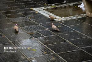 بارش‌ها در فریدن نسبت به سال گذشته کاهش داشته است