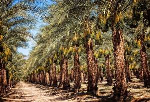 نخلستان‌های کرمانشاه توسعه می‌یابد