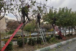 درختان منطقه ۲ آماده فصل زمستان شدند
