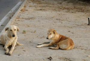 بلاتکلیفی در مدیریت سگ‌های ولگرد در محوطه دانشگاه اصفهان