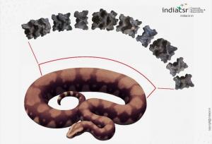 بزرگ‌ترین ماری که زمین به خود دیده است