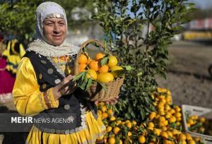 دومین جشنواره شکرانه برداشت پرتقال در روستای پرشکوه لنگرود آغاز شد