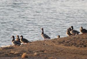 سدهای گلپایگان میزبان پنج هزار پرنده مهاجر شدند
