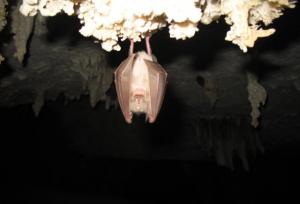 تعطیلی غارنوردی در آذربایجان‌غربی همزمان با آغاز خواب زمستانی خفاش‌ها / اجرای پویش ملی «کلاه‌ها روی زمین»