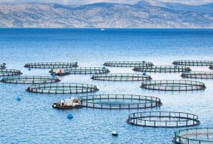 شمار قفس های پرورش ماهی در مازندران به ۱۰۰ ایستگاه می رسد