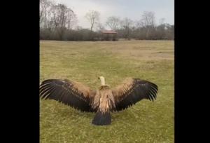 رهاسازی یک بهله کرکس ارزشمند در منطقه حفاظت‌شده لیسار + فیلم