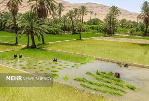 رونق کشت برنج بلوچستان نیازمند مدیریت آب و استفاده از تجربه کشاورزان