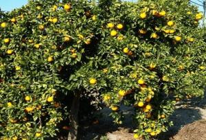 تیموری: ۱۴۴۹ محموله مرکبات و کیوی از مازندران صادر شد