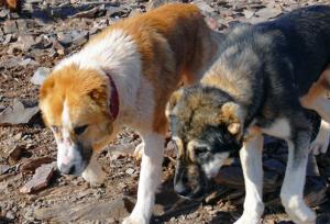سگ گزیدگی یک کودک ۱۰ ساله در ماژان خوسف
