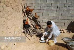 اجرای مرحله دوازدهم واکسیناسیون نیوکاسل پرندگان در زنجان