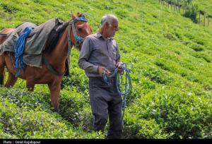 گلایه واردکنندگان از منوط کردن واردات چای به خرید چای داخلی