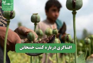 افشاگری درباره کشت خشخاش
