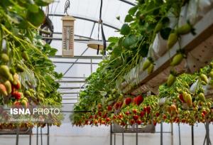 ضرورت توسعه کشت گلخانه‌ای در البرز