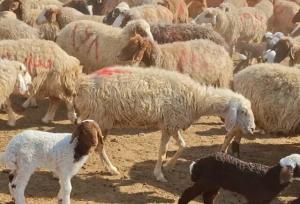 افزایش جمعیت دام سبک دهلران در شرایط چالش اقلیمی