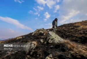 وضعیت جنگل‌های دیزمار پس از آتش‌سوزی