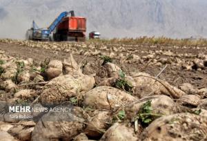 برداشت ۲۰۰ هزار تن چغندر قند از مزارع اسلام‌آباد غرب