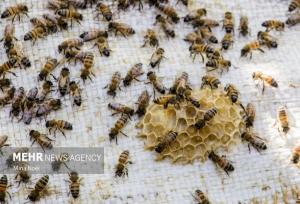 سلاح ورزی: سالانه ۱۵۵ تن عسل در شهرستان آبدانان برداشت می شود