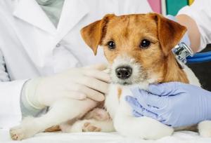 چطور با یک کلینیک حرفه‌ای، سلامت حیوان خانگی‌تان را تضمین کنید