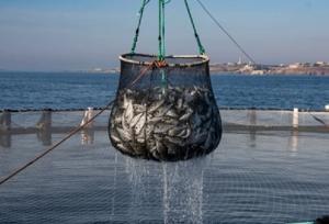 توسعه آبزی‌پروری در کنار خلیج فارس؛ تبدیل دریا و ساحل به فضای کسب‌وکار