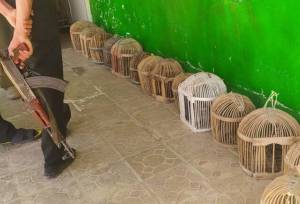 تخریب و جمع‌آوری ۱۷۰ تله زنده‌گیری غیرمجاز کبک در قزوین