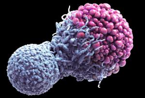 کشف مرگ سلولی می‌تواند به درمان سرطان کمک کند