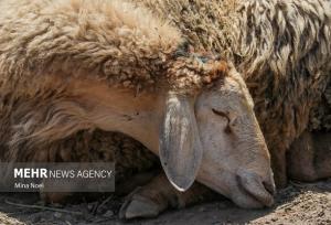 پلیس کنگاور ۳۳ رأس دام قاچاق را توقیف کرد