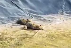 رهایی دو روباه گرفتار در استخر روستای قلعه اصلانیان با اقدام فوری محیط‌بانان و آتش‌نشانان