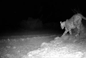 پلنگ طزره دامغان در زیستگاه طبیعی مشاهده شد