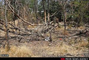 زمانی پور: خشکیدگی ۱۰ هزار درخت در پارک چیتگر بر اثر سوسک پوست‌خوار