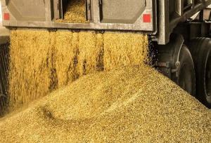 آمادگی خوزستان برای واردات نهاده‌های دامی با واسطه‌گری عراق