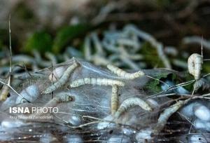 نوغانداری؛ صنعتی ۲۰۰۰ ساله در ایران چشم‌انتظار دستان احیاگر